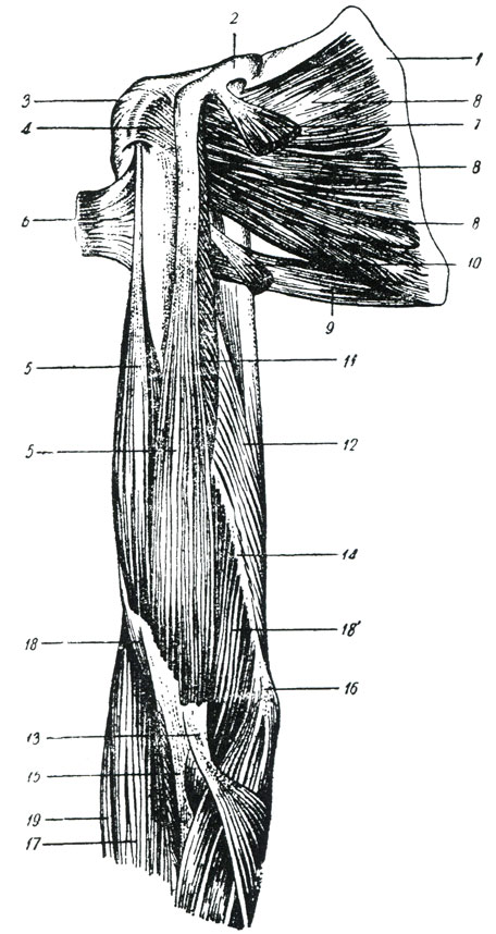 Мышцы плеча задняя группа