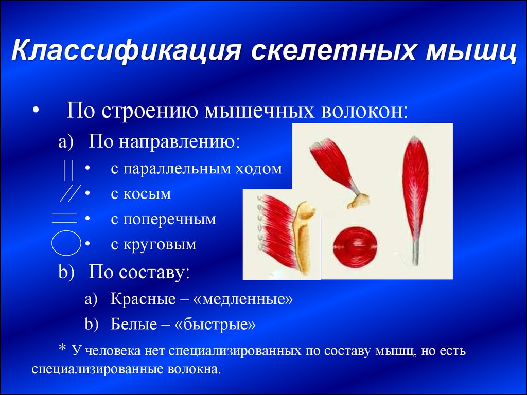 Направления мышц. Классификация скелетных мышц. Классификациискелетных мыш. Классификация скелетных мышечных волокон. Классификация столетних мышц.