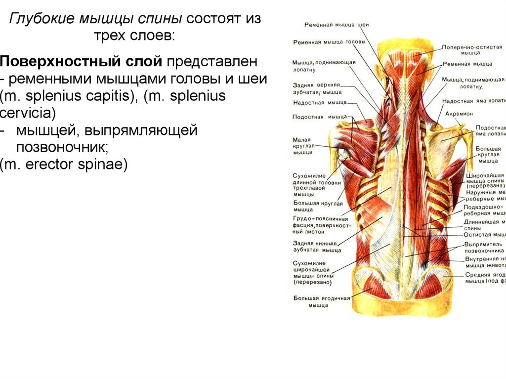 Глубокая поясница. Мышцы спины поверхностные и глубокие слои анатомия. Поверхностный слой глубоких мышц спины. Глубокие мышцы спины медунивер. Анатомия спина мышцы глубокие мышцы.