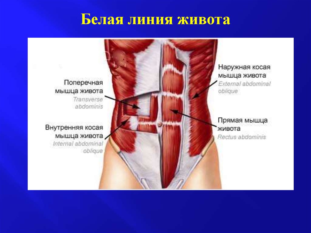 Мышцы живота рисунок с обозначениями