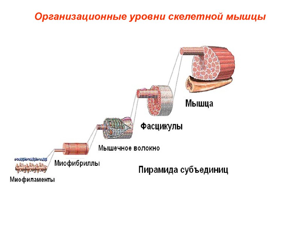 Строение локализации и общие свойства быстрых и медленных мышечных волокон презентация