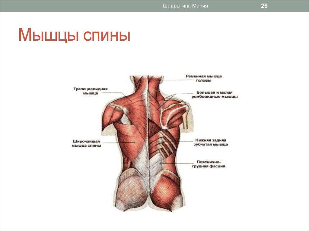 Поясница схема. Широчайшая мышца спины анатомия атлас. Поверхностные мышцы спины трапециевидная и широчайшая.
