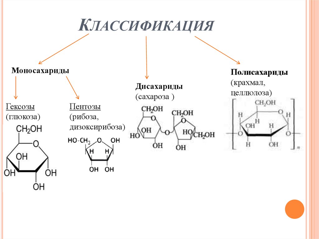 Полисахариды строение функции