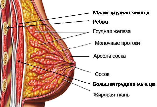 Как накачать женскую грудь