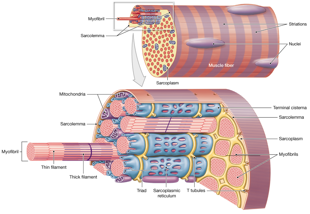 Клетчатка волокно мышечное. Структура миофибриллы. Строение миофибриллы. Сарколемма мышечного волокна это. Строение мышечного волокна сарколемма.