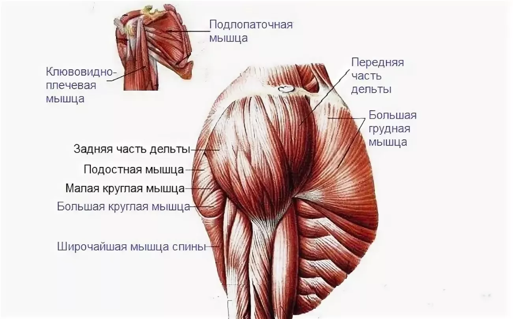 Пучок дельтовидной мышцы. Анатомия мышц задняя Дельта. Дельтовидная мышца плечевого пояса. Дельтовидная мышца плеча анатомия. Дельтовидная мышца анатомия рисунок.