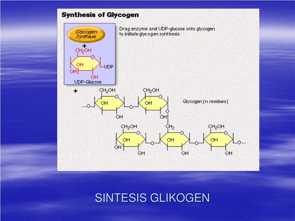 Гликоген накапливается в. Синтез гликогена клеточная локализация. Продукты содержащие гликоген. Качественная реакция на гликоген. Участвует в превращении глюкозы в гликоген