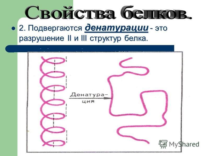 Как называется процесс разрушения белков. Денатурация белков. Разрушение структуры белка. Денатурация белка. Денатурация белков формула.