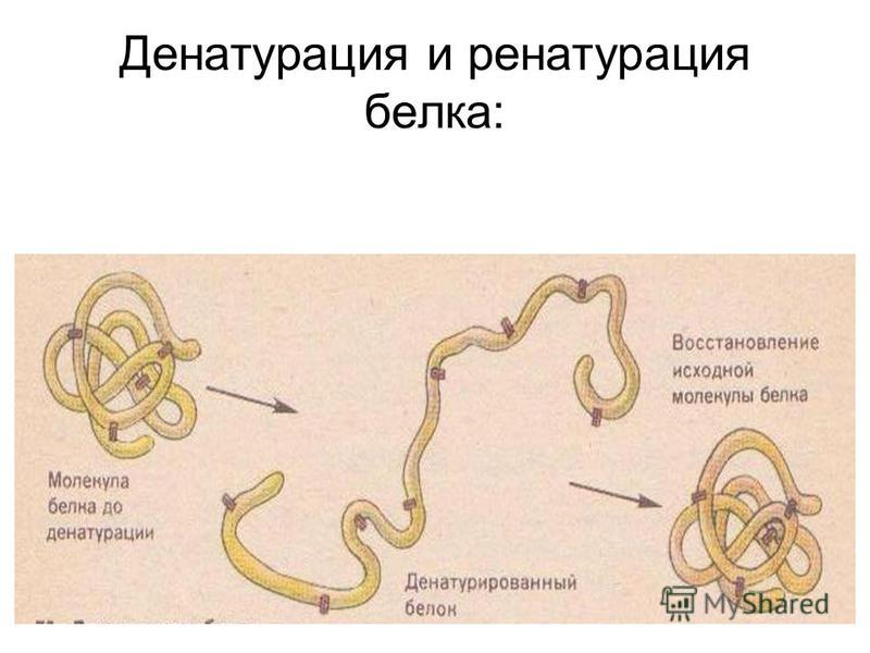 Денатурация белка