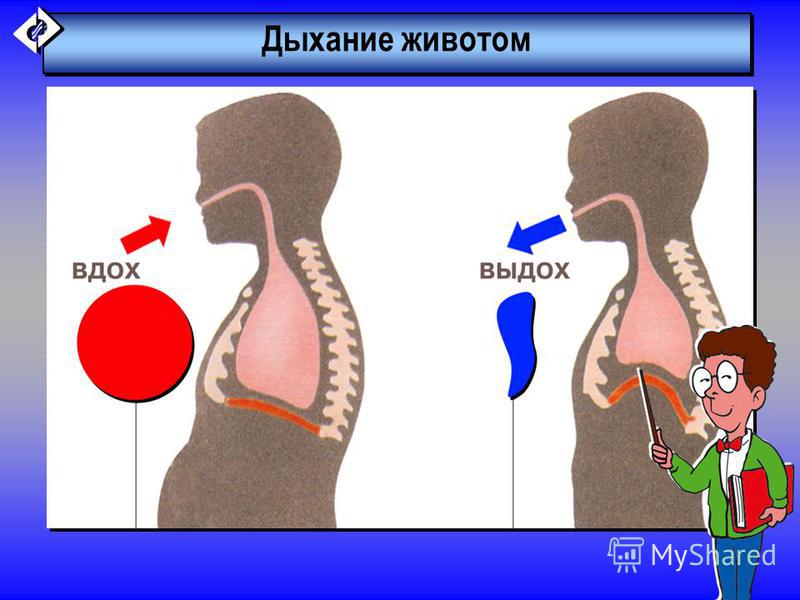 Диафрагмальное дыхание детей. Дыхание животом. Брюшное дыхание. Дышать животом. Правильное дыхание вдох выдох.