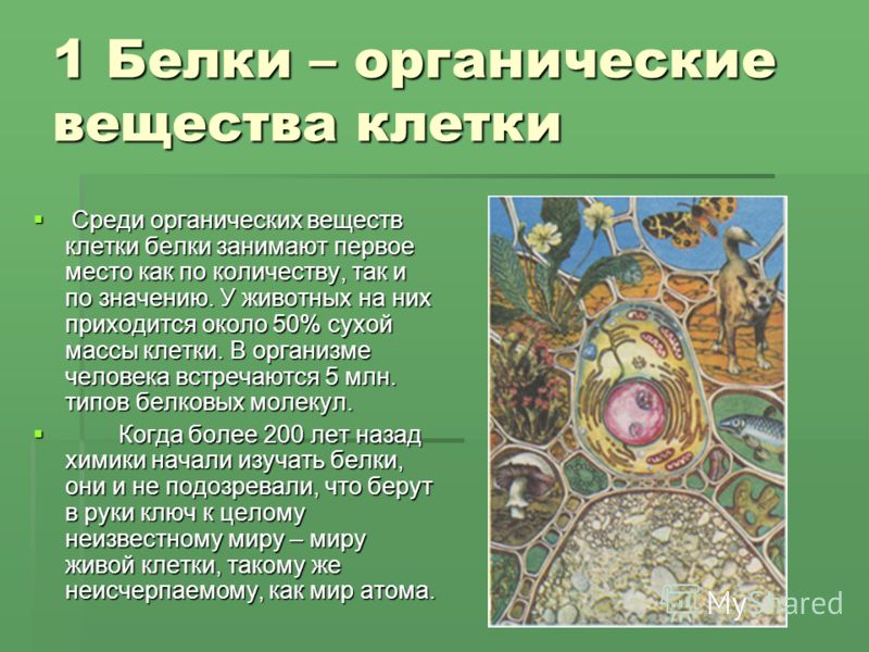 Первый белок. Органические вещества клетки белки. Белки в растительной клетке. Органические вещества клетки белок. Клетка для белки.