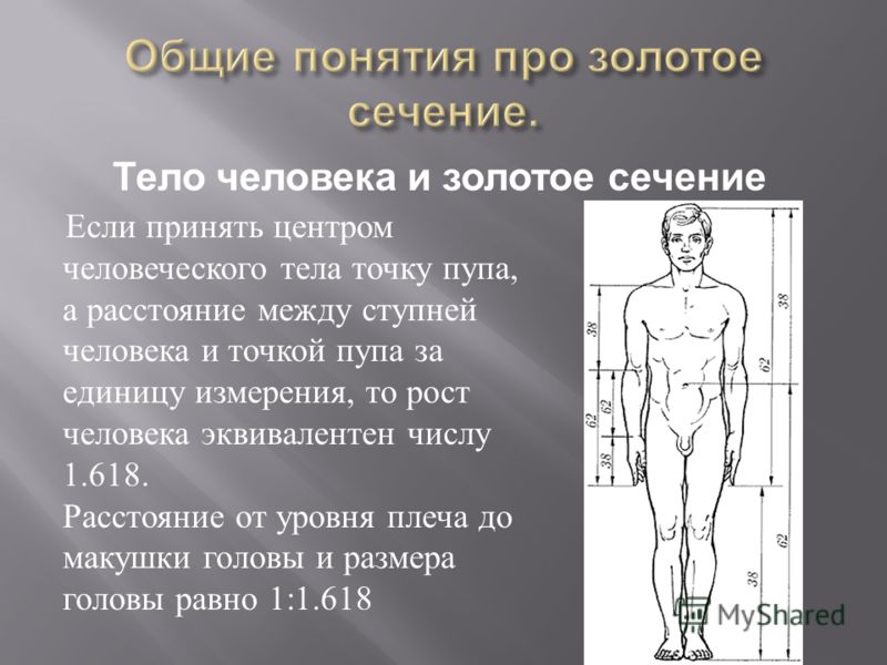 Пропорциональное тело. Единица измерения роста человека. Золотое сечение в стопе. Человека. Единицы измерения человеческое тело. Модель человека в масштабе золотого сечения.