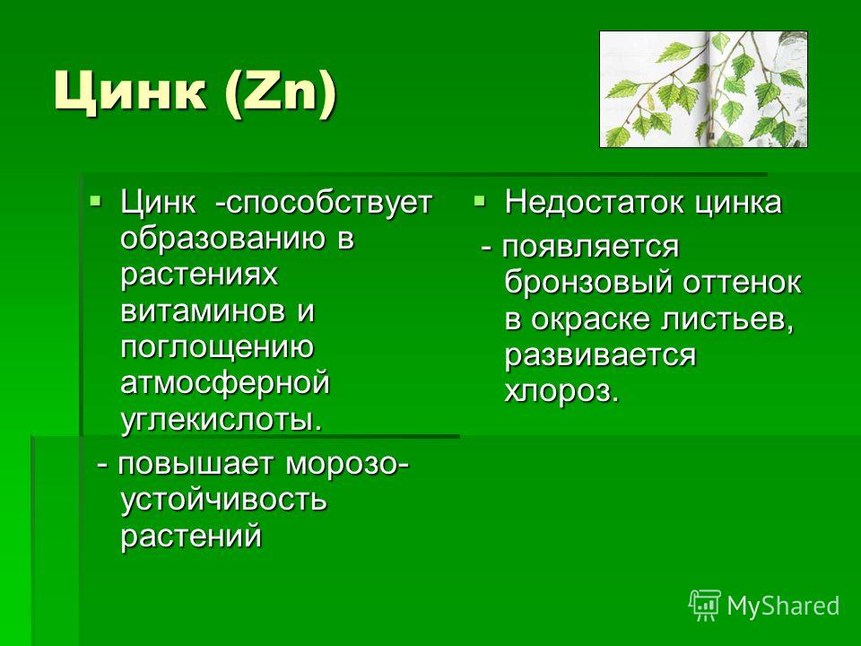 Избыток цинка. Роль цинка в растениях. Цинк для растений. Функция цинка в растениях. Роль цинка в жизни растений.