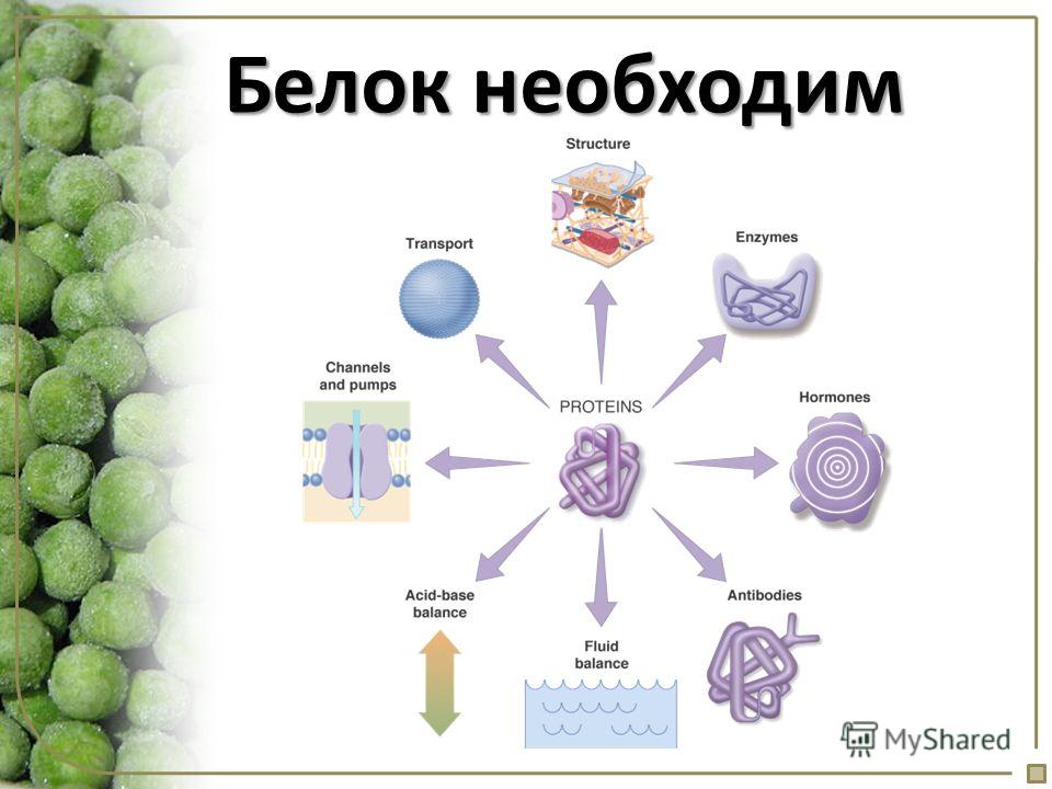 Влияние белка