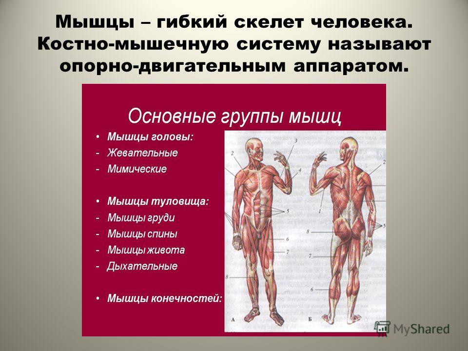Опорно двигательная система человека 4 класс. Костно-мышечная система презентация. Мышцы человека презентация. Органы костно мышечной системы человека. Мышцы человека 4 класс.