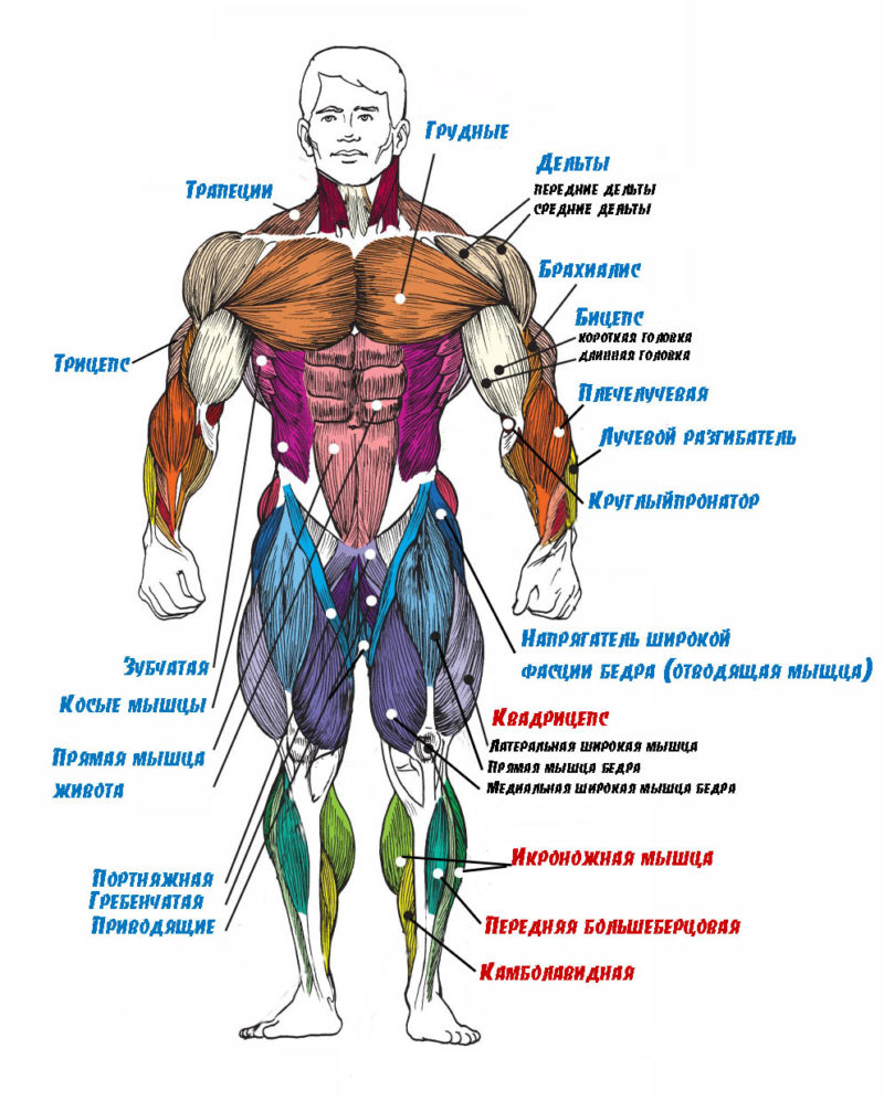 Анатомия мышц