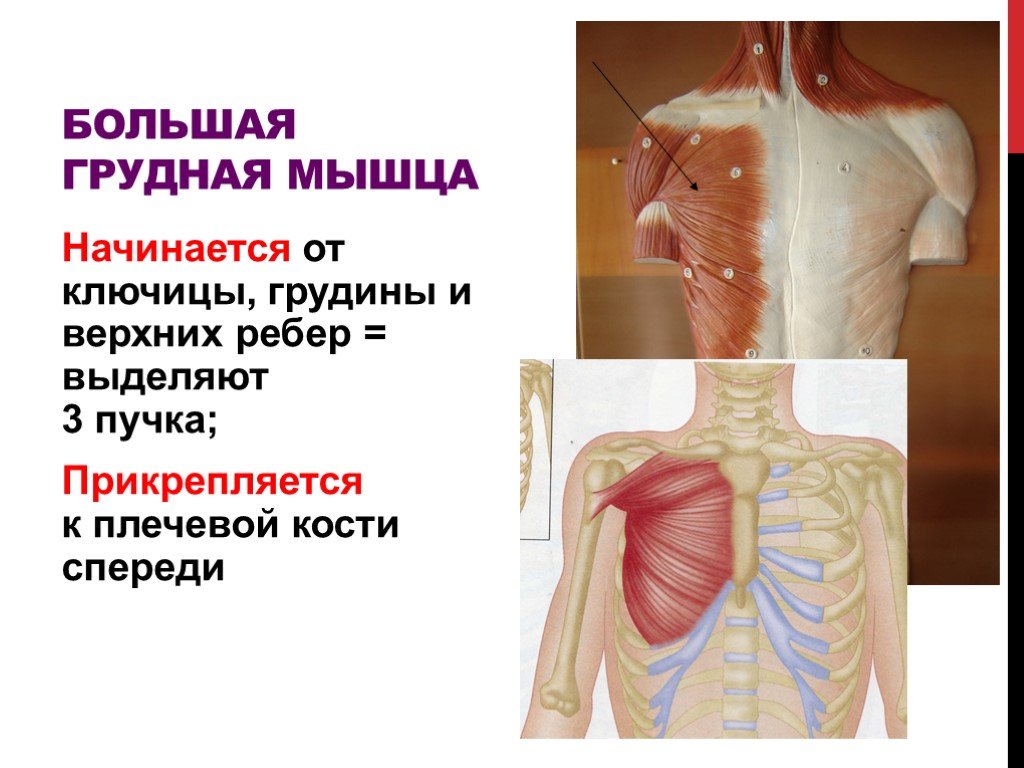 Большая грудная мышца. Большая грудная. Прикрепление большой грудной мышцы. Большая грудная грудинная порция.