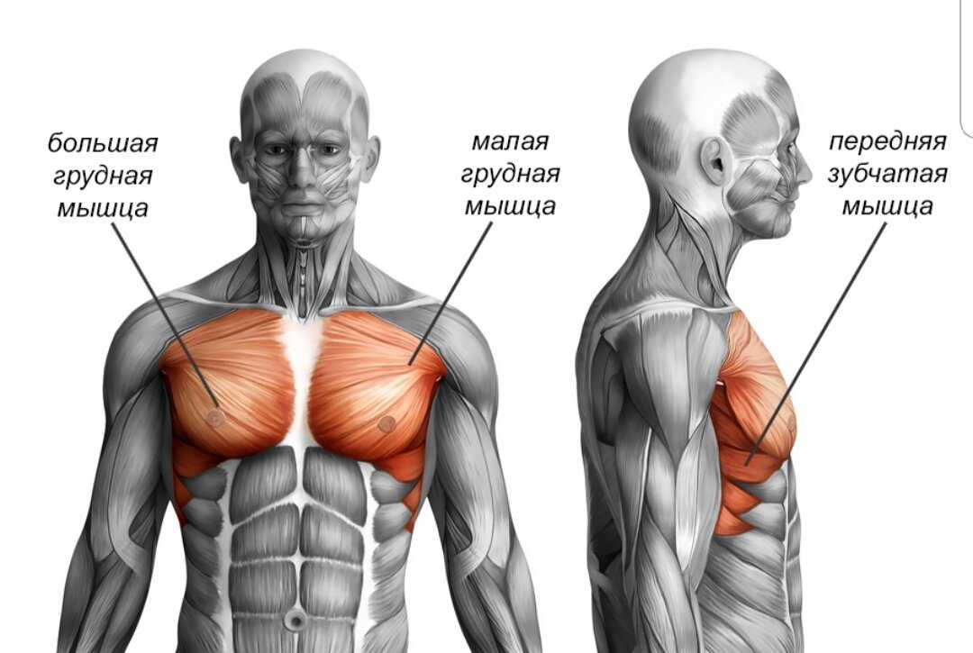Как называются груди. Анатомия мужской грудной клетки мышцы. Мышцы грудины анатомия человека. Грудные мышцы анатомия. Строение грудных мышц.