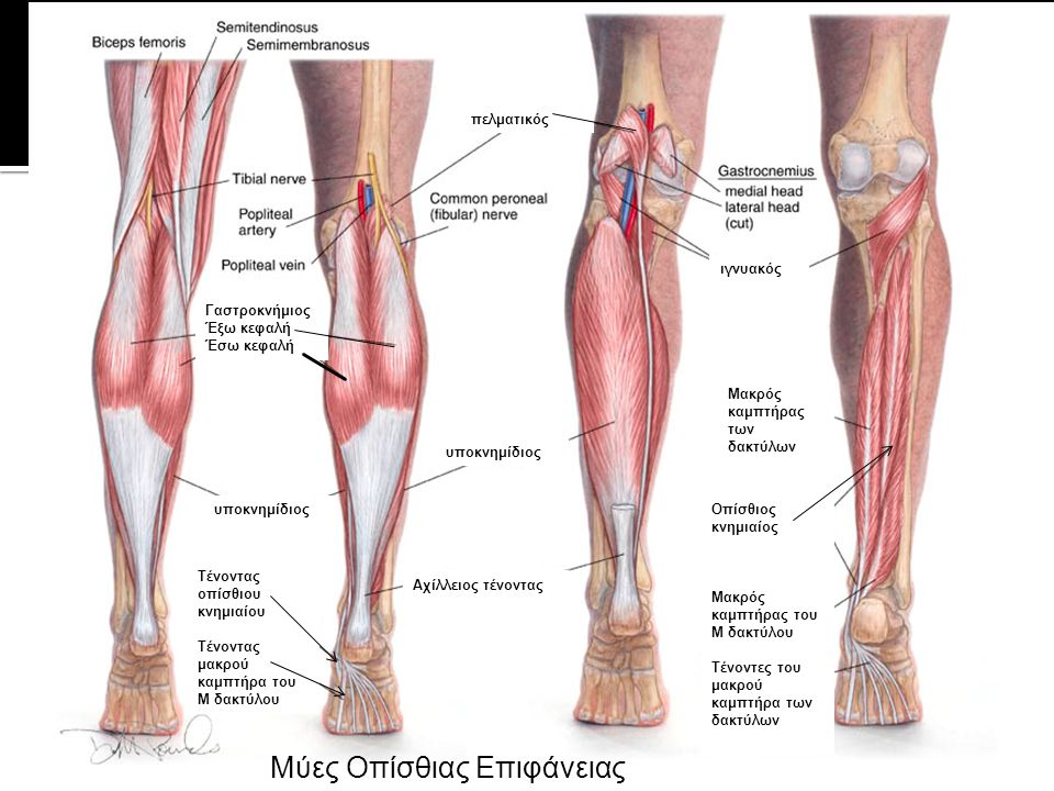 Мышцы Ног Названия Фото