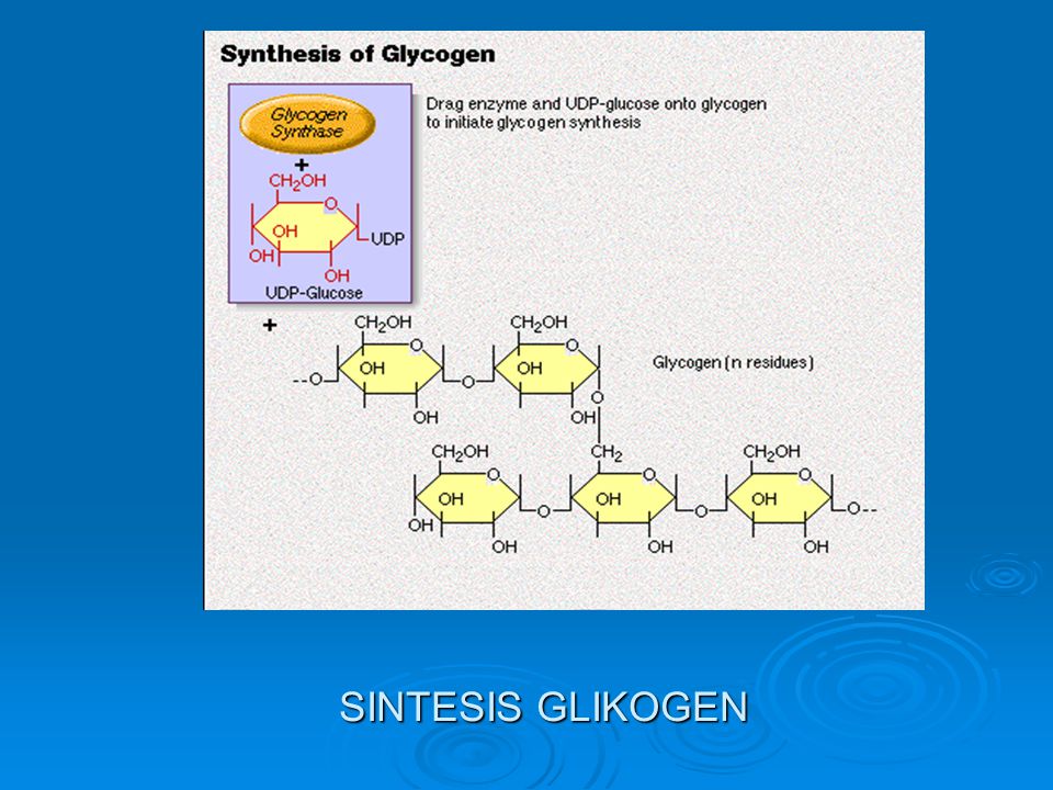 Печень запасает гликоген. Запасает гликоген. Запасной углевод гликоген присутствует в клетках. Гцуоза в гликоген цикл. Гликоген картинки для презентации.