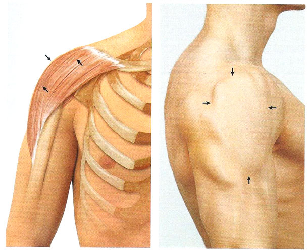 Мышцы плечевого пояса дельтовидная мышца