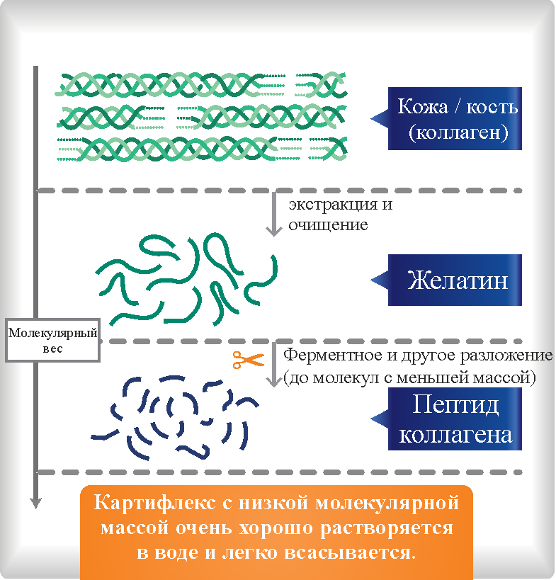 Альфа ачиверс. Факты о коллагене интересные. Костный коллаген пептид. Пептиды коллагена для суставов. Эластин и коллаген разница.