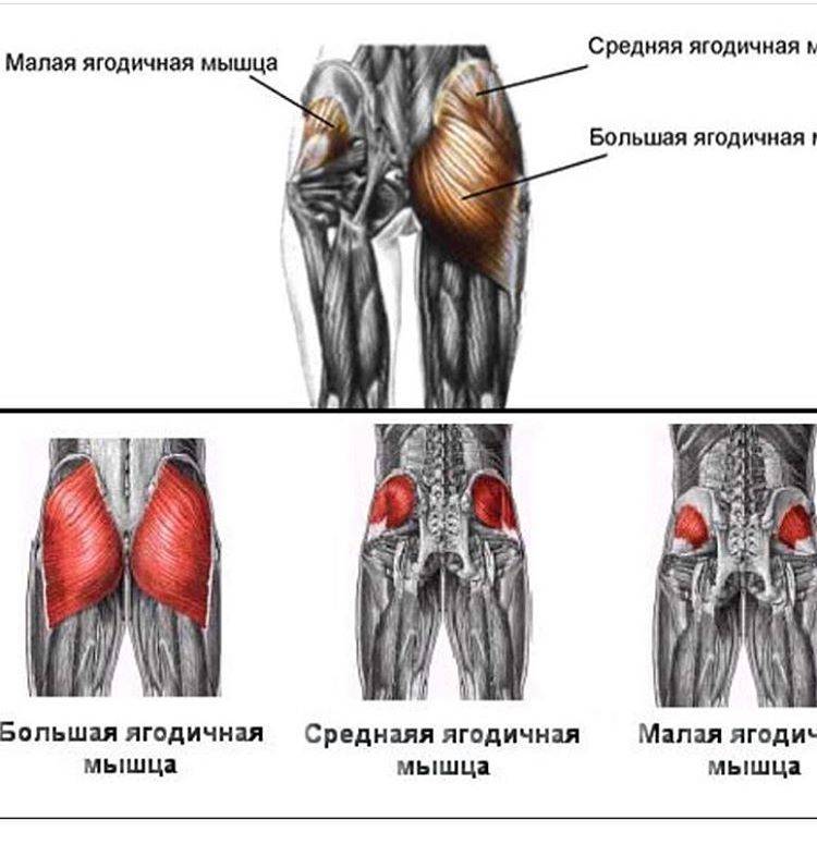 Мышцы ягодиц картинка