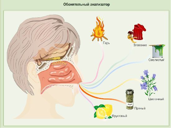 Обонятельный анализатор