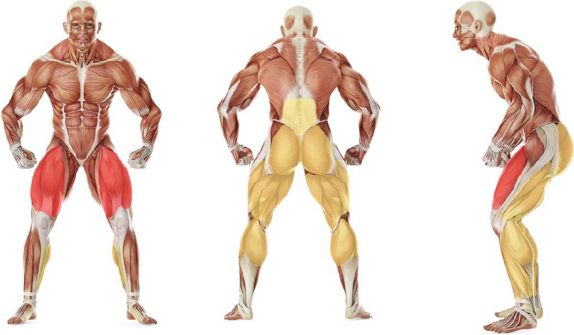 Какие мышцы работают в упражнении Приседания со штангой