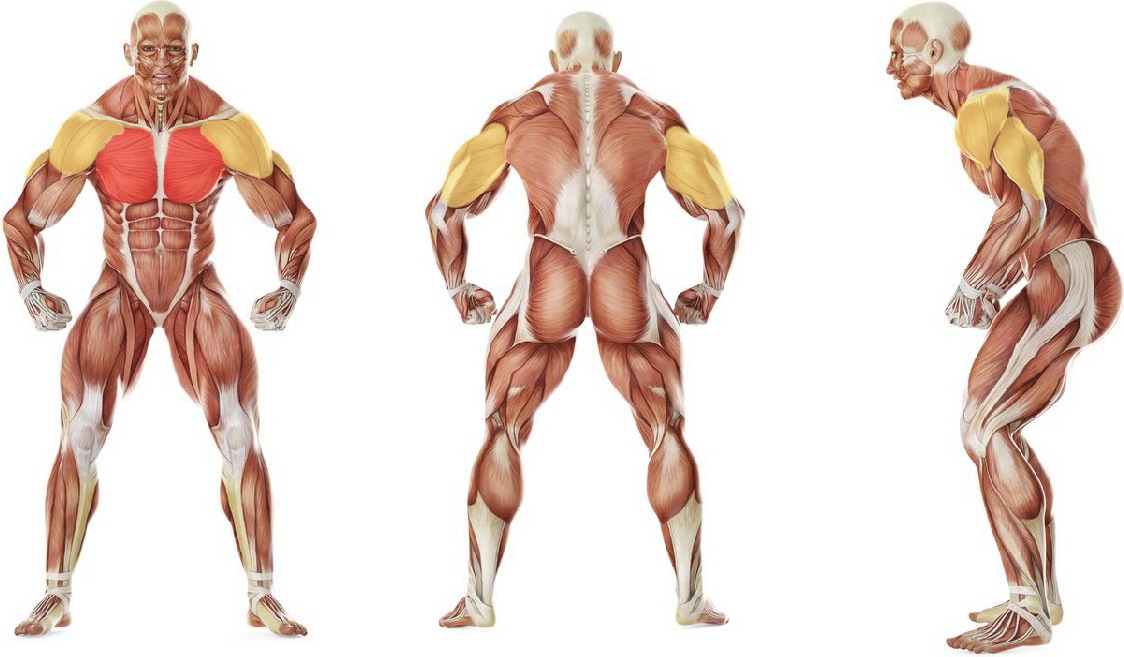 Какие мышцы работают в упражнении Жим гантелей лежа