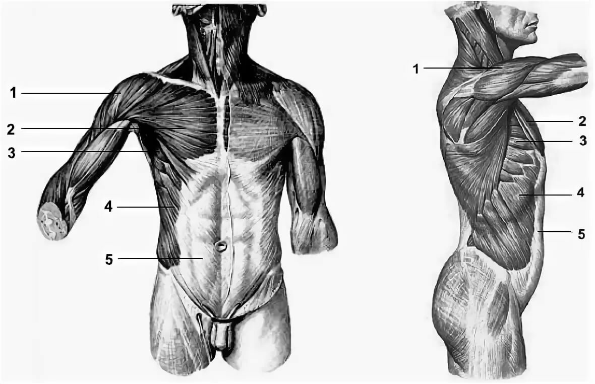 5 мышц туловища. Грудные мышцы сбоку. Мышцы груди и живота. Мышцы спины грудины и живота. Поверхностные мышцы груди и живота рисунок.