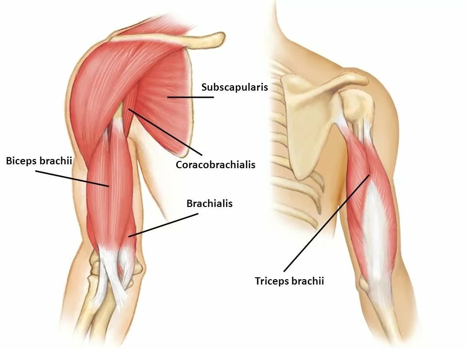 Трицепс и бицепс где находится