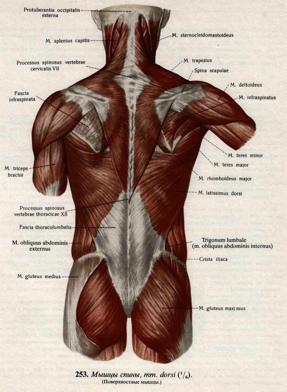 Поясница какие мышцы. Атлас Синельников мышцы спины. Анатомия спины человека мышцы и связки.