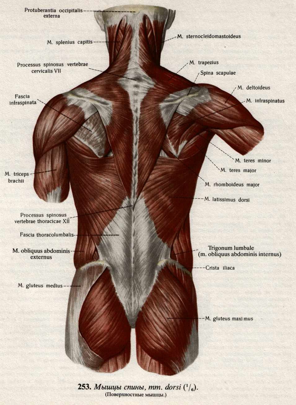 Мышцы спины анатомия человека рисунок с подписями анатомия и физиология