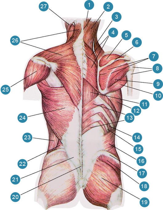 Анатомия мышц спины места прикрепления