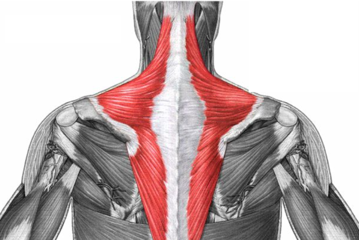 M Trapezius анатомия
