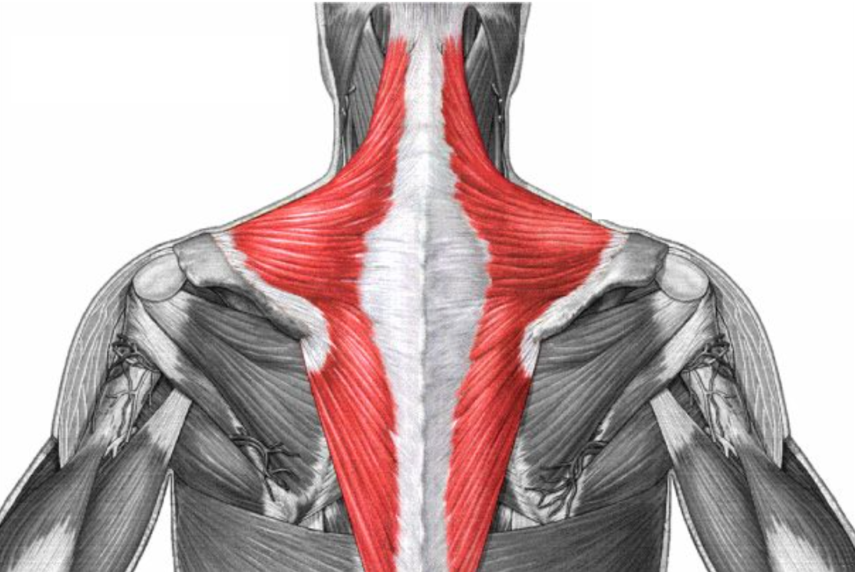 M Latissimus Dorsi прикрепление