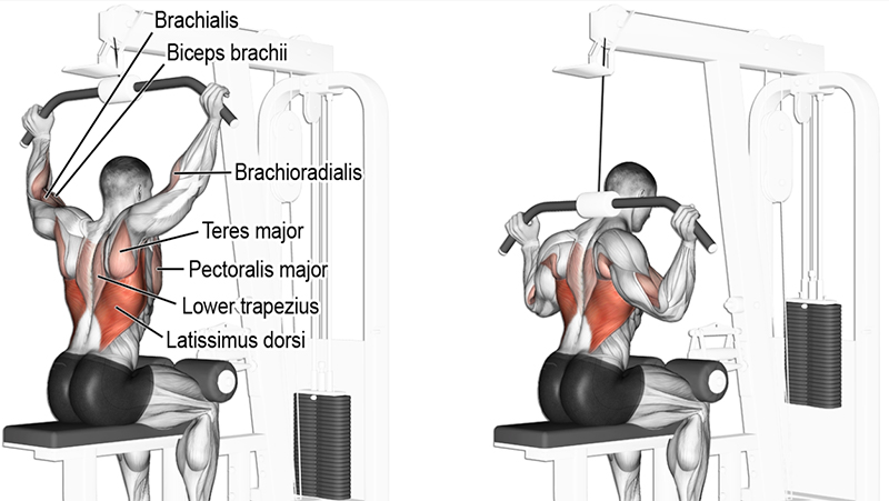 Bruce Lee lats workout behind the neck pulldown