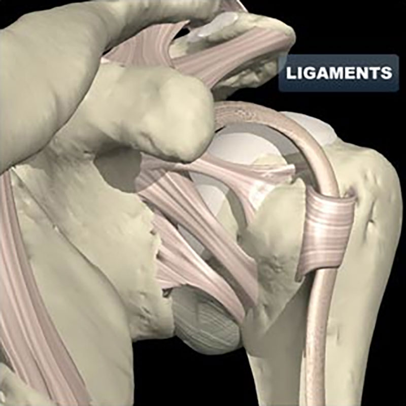 Плечевой сустав связки. Капсульно связочный аппарат плеча. Капсула плечевого сустава анатомия. Связки плечевого сустава. Разрыв капсулы плечевого сустава.