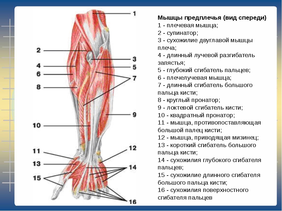 Сгибатель латынь. Мышцы предплечья вид спереди. Мышцы предплечья и кисти анатомия. Мышцы предплечья анатомия глубокие.