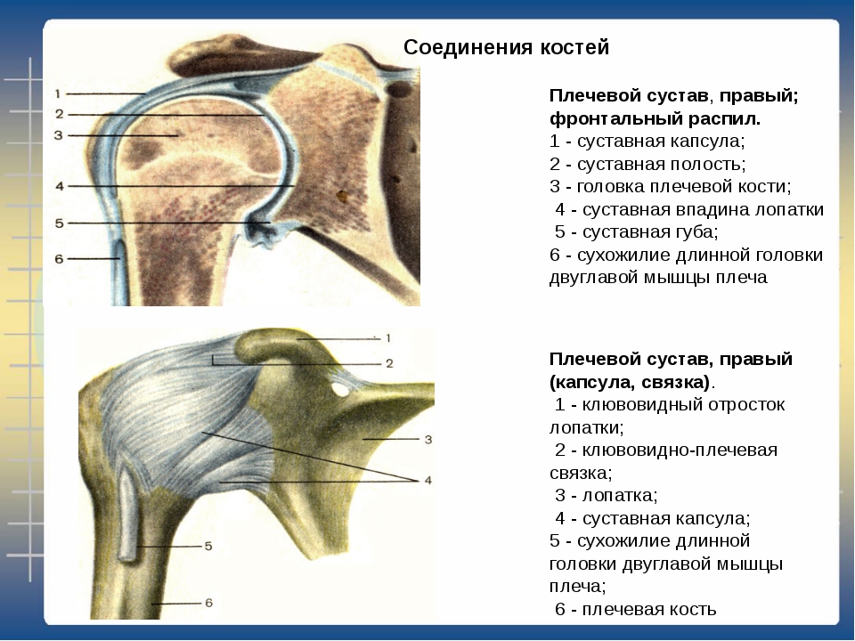 Соединение костей лопатки. Анатомия костей плечевого сустава. Плечевая кость строение сустава. Правый плечевой сустав анатомия.
