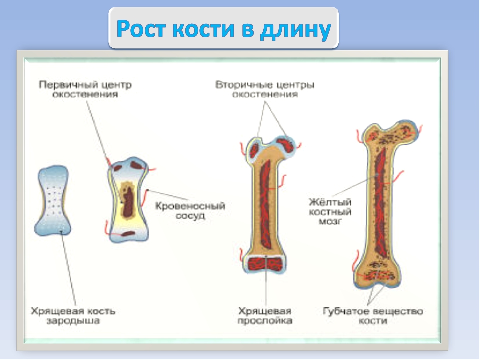 Ширина кости. Рост трубчатых костей. Рост кости в длину и толщину анатомия. Рост трубчатой кости в длину осуществляется. Рост трубчатой кости.