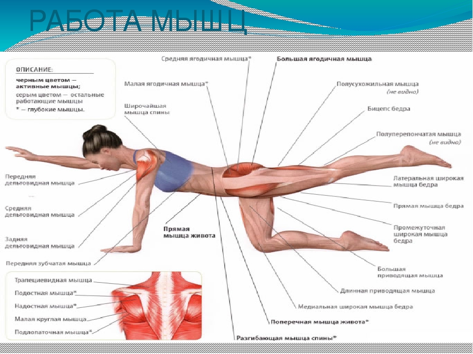 Эксцентрический режим мышцы. Работа мышц анатомия. Мышцы работа мышц. Принцип работы мышц. Динамическое и статическое движение мышц.