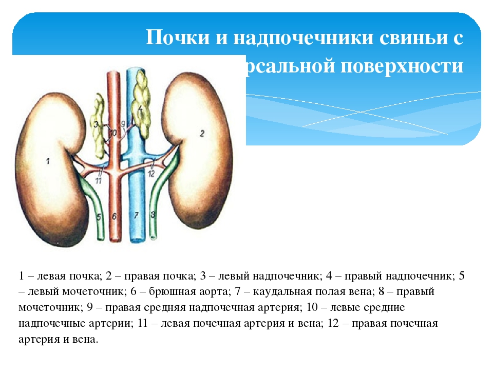 Почки топография строение. Почка животного. Строение почки животных. Почки схема.