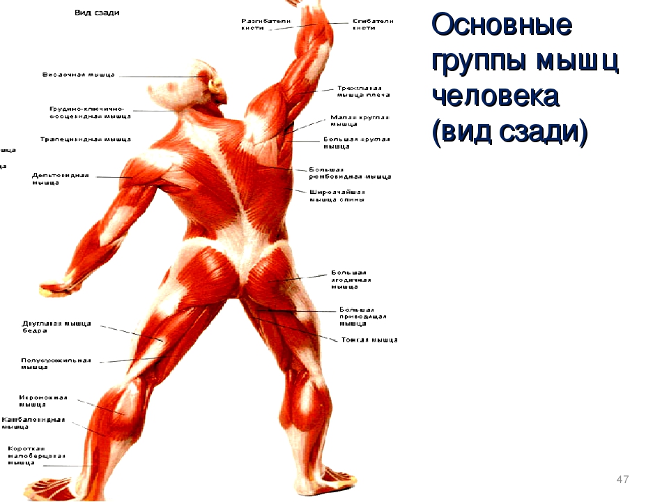 Анатомия мышц человека в картинках с названиями и описанием