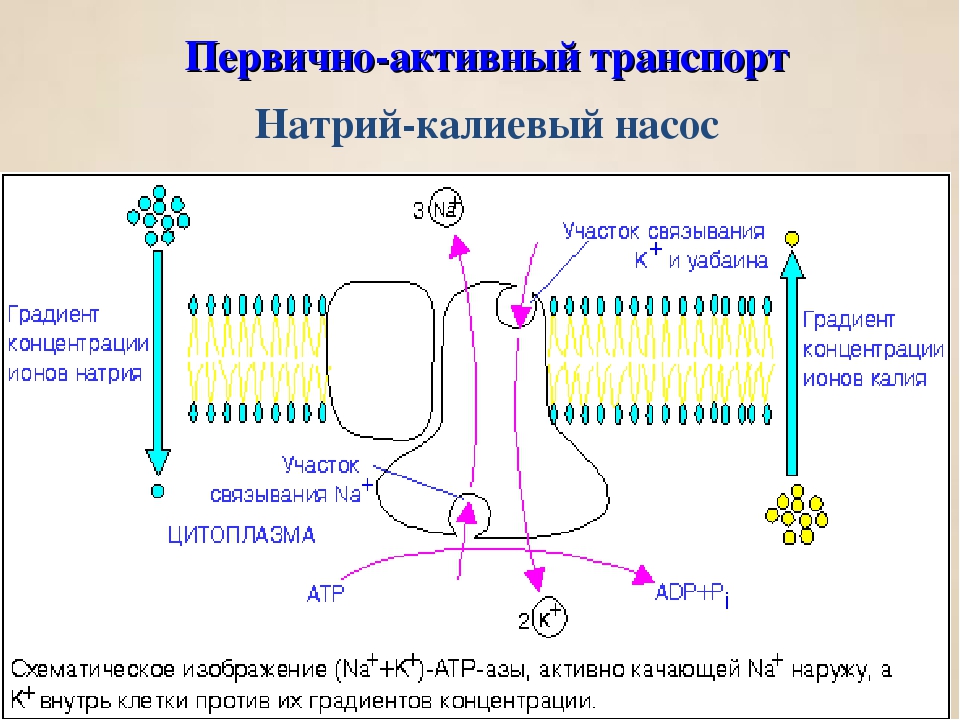 Натрий калиевый насос. Клеточная мембрана натриево калиевый насос. Активный транспорт веществ через мембрану натрий-калиевый насос. Натрий-калиевый насос первично активный транспорт. Схема работы натрий калиевого насоса.