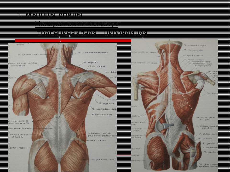 Анатомия мышц спины человека в картинках