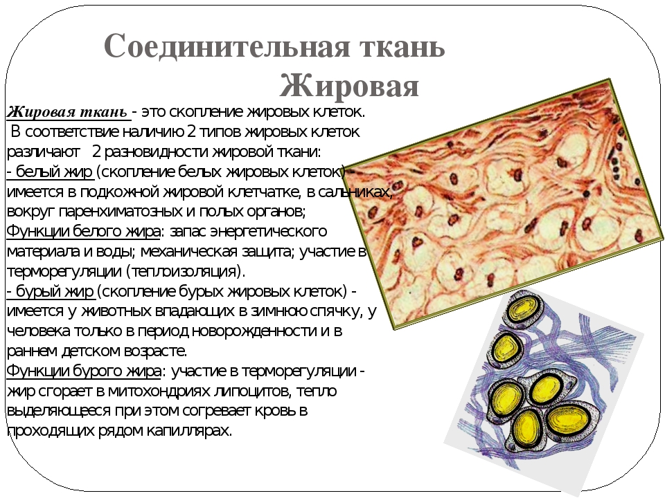 Жировая ткань картинка