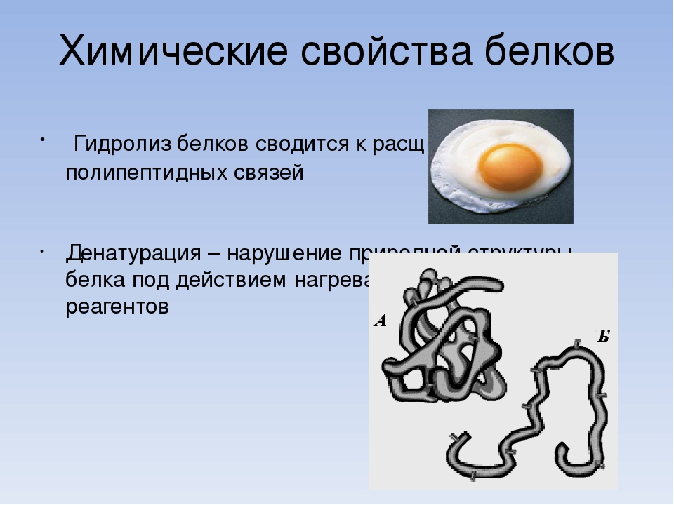 Свойства белков в природе. Денатурация белка химия. Обратимая и необратимая денатурация белка. Денатурация белка реакция. Свойства белков.