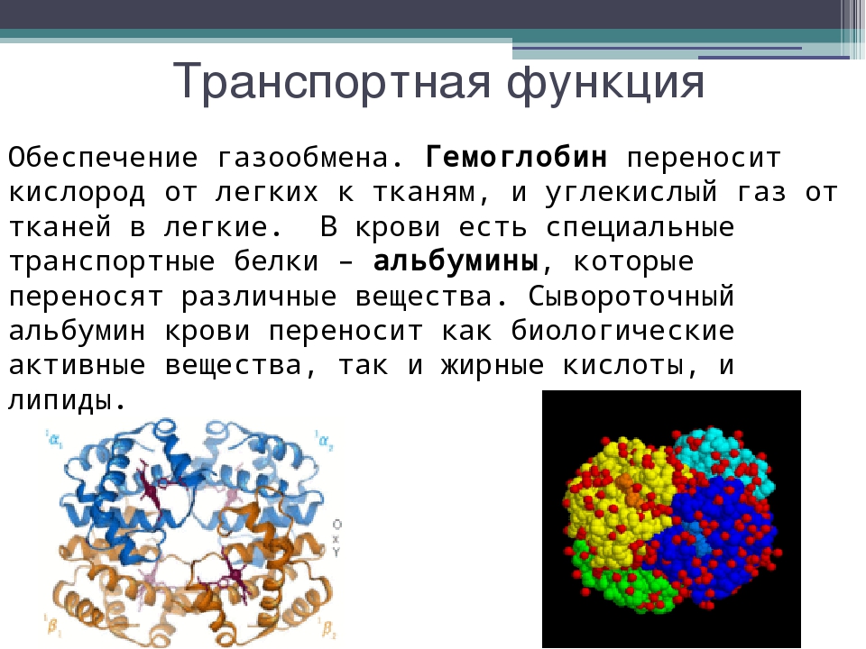 Белка участвующие в процессе. Транспортная функция белков. Транспортная функция альбумина. Белок гемоглобин функция. Транспортная функция гемоглобина.